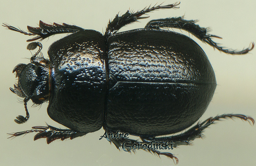 http://www.gorodinski.ru/geotrupes/Geotrupes gorodinskiorum.jpg